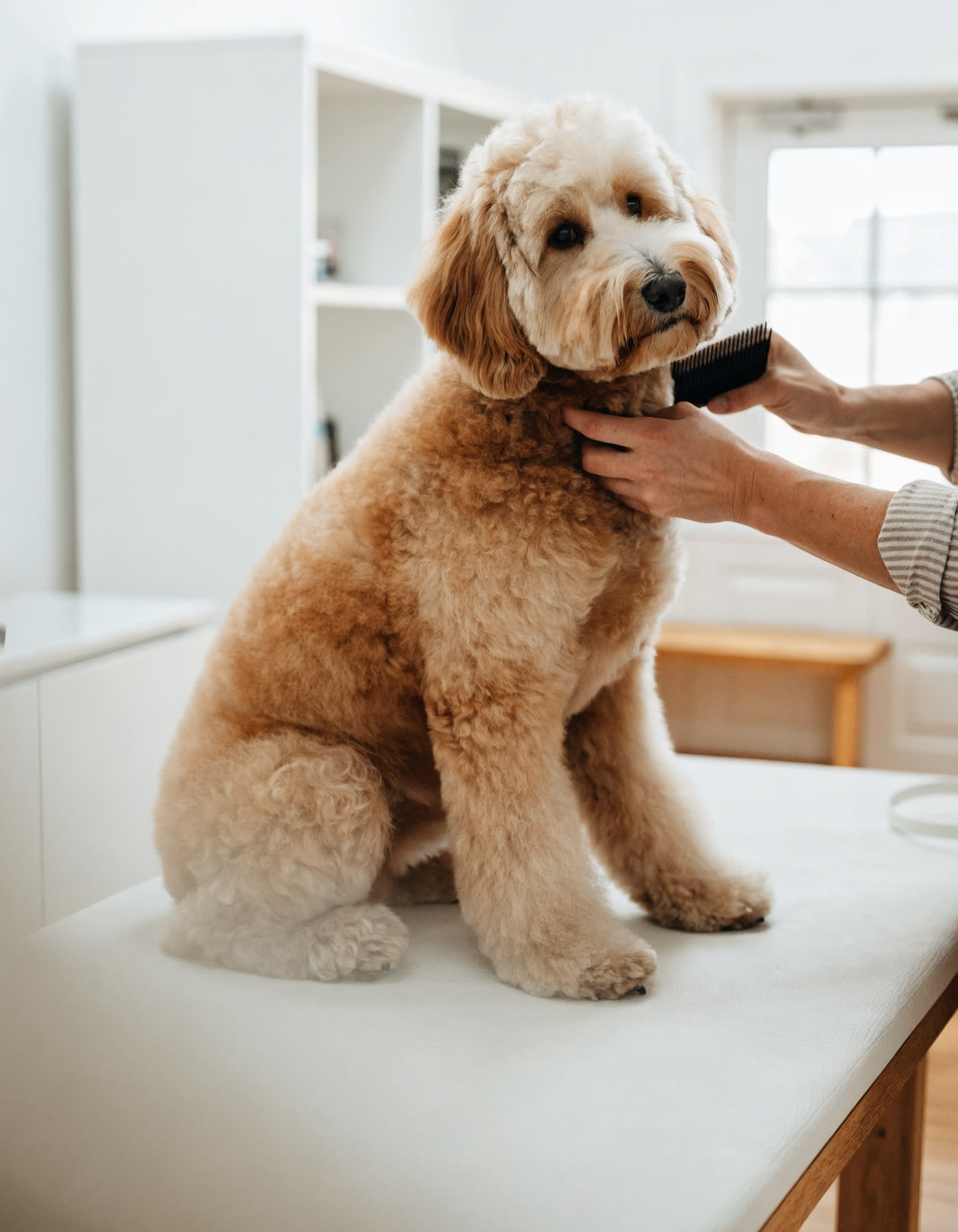 A groomer brushing a golden doodle on the table.