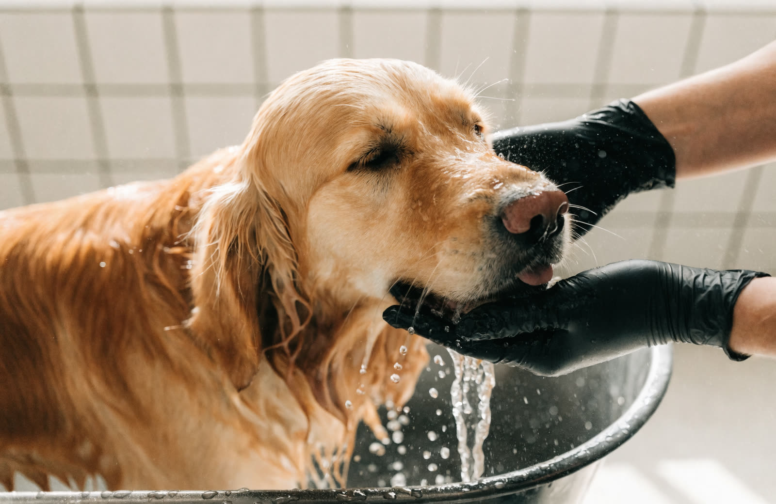 A golden retriever being rinsed in a grooming tub.